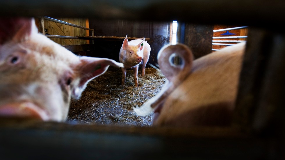 Ju mindre foder en gris äter desto mindre miljöpåverkan har den, skriver debattörerna.
