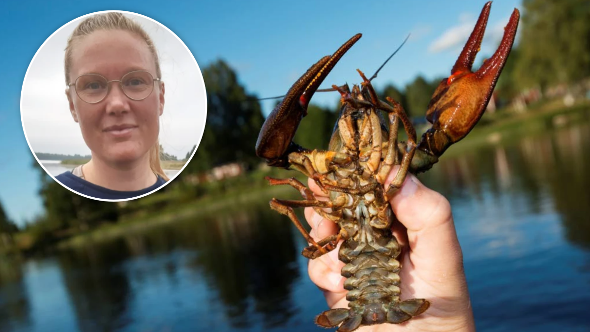 Länsstyrelsen vill öka kunskap om kräftpest