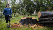 Nu fälls de gamla träden i Järnvägsparken