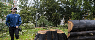 Nu fälls de gamla träden i Järnvägsparken