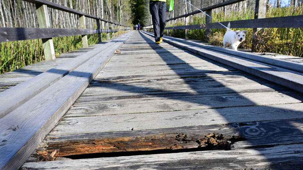 Trasig bro på vandringsled i Tyresta nationalpark utanför Stockholm. Bild från början av oktober.