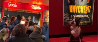 Filmpremiär i Luleå – då stal hunden showen på röda mattan