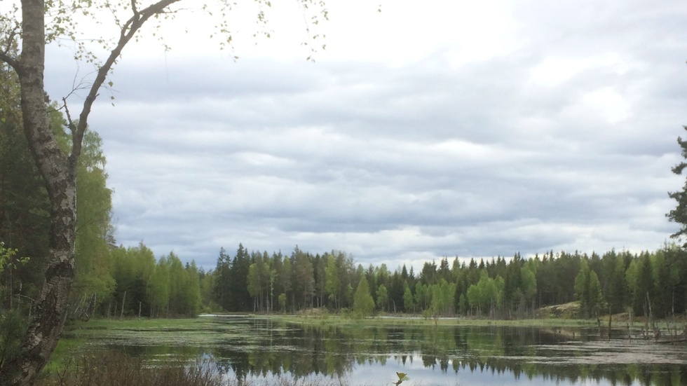 Utsikt över anlagda våtmark "Örndammen" vid Östens Klint