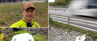 Flera döda svanar hittade på bro: "Sådant som brukar hända"
