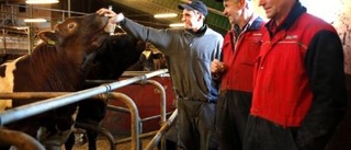 Mjölkbönder kan bli årets köttproducenter