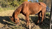 Hästar döda efter misstänkt vanvård – fick stå i egna avföringen