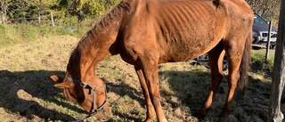 Hästar döda efter misstänkt vanvård – fick stå i egna avföringen