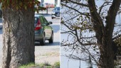 Flera stora och farliga träd ska fällas mitt i stan