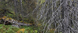 Tvivlet växer kring Sveaskogs naturvård
