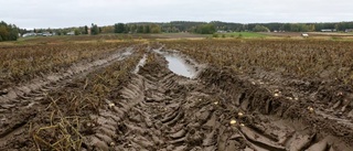 Piteås potatisar drunknar på fälten