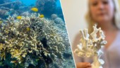Uppsalabons konst kan rädda havet: "Utdöda korallrev kan byggas upp igen"