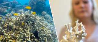 Uppsalabons konst kan rädda havet: "Utdöda korallrev kan byggas upp igen"