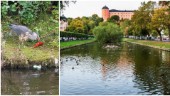 Sällsynt syn – gråhäger gästade centrala Uppsala: "Inte vett att hålla sig undan"