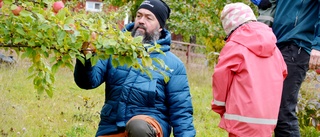 Wallers i Bodbysund odlar äpplen som blir dessertvin: ”Brännlands cider sporrade oss att börja” 