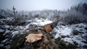 Skogsmarkspriserna ökar i norr