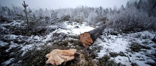 Skogsmarkspriserna ökar i norr
