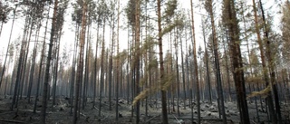 Bränderna höjer skogspriser