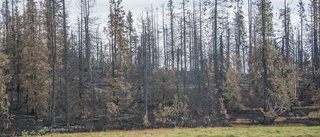"Livsfarligt att gå i brandhärjade skogen"