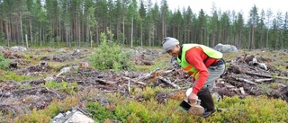 Otålig väntan på blåbärsskörden