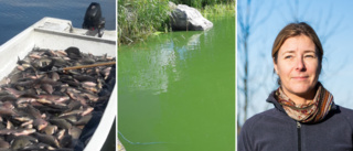 Spetebysjön är övergödd – vitfisk tas upp på prov för att göra vattnet mer klart
