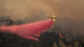 Israeliska skogsbränder under kontroll