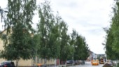 Förslag: Plantera fler träd i centrala Skellefteå och använda räfsa för att kratta löv