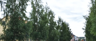 Förslag: Plantera fler träd i centrala Skellefteå och använda räfsa för att kratta löv