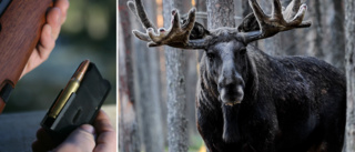Nya uppgifter: Samebyarna borde få ensamrätt till all jakt på statens mark i Lappland