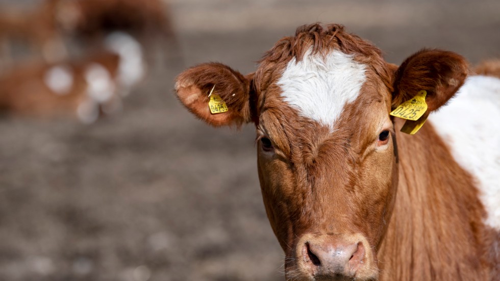 Det är stor skillnad på hur mycket antibiotika lantbrukare ger sina djur. De svenska är bäst i EU med 12 milligram per kilo, skriver Europaparlamentarikerm Emma Wiesner (C).