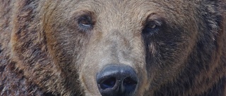 Björnjakten över i Norrans kommuner – så många fälldes i Skellefteå, Norsjö, Malå • ”Kul att älgjägare också fått fälla björn”