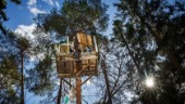 Ännu en trädkoja i Blodstensskogen – aktivisterna vägrar ge upp
