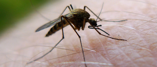 Myggsommar i gång: "Kan vara ett rekord"