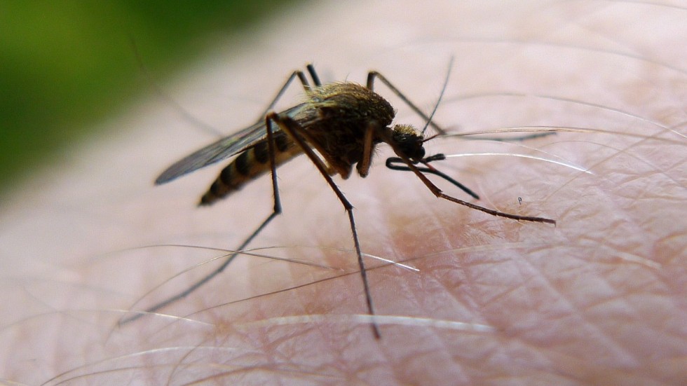 En relativt torr sommar gjorde att den värsta myggplågan uteblev. Arkivbild.