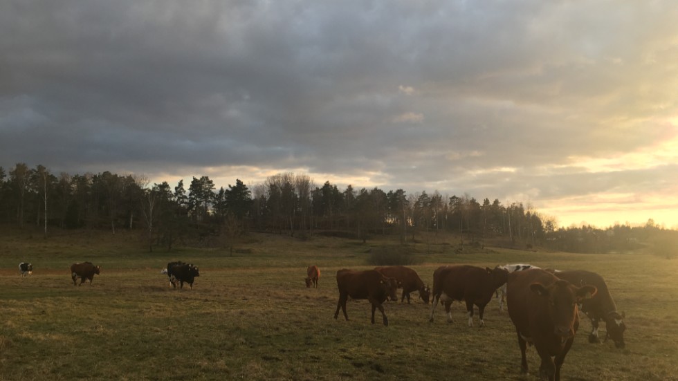 Kor som betar utomhus på sommaren skapar en bild av Sverige som ingen vill mista.