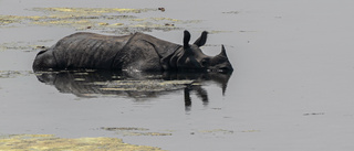 Hopp för noshörningen i Nepal