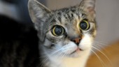 Anmälan om vanvård av katt: "Kattägaren svär åt sin katt och låter väldigt elak"