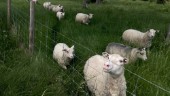 Fårägare bröt mot djurskyddslagen – lamm frös i kylan: "Olika hål i ytterväggen"