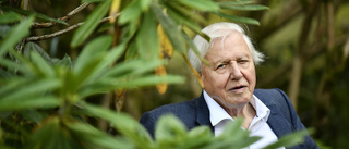 Attenborough besöker slåtteräng i Dorset