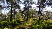Ett steg närmare nytt naturreservat i Västervik • Kommunen efterlyser folkets åsikter