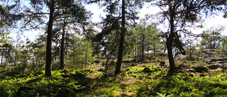 Ett steg närmare nytt naturreservat i Västervik • Kommunen efterlyser folkets åsikter