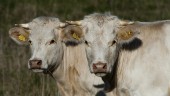 Två åtalas för tjurplågeri på skånsk gård