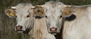 Två åtalas för tjurplågeri på skånsk gård
