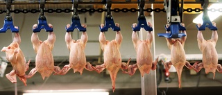 Kommunpolitiker – dags att förbjuda kyckling i skolorna