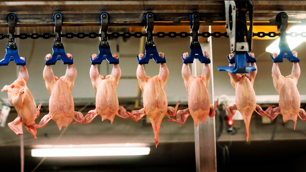 Skribenten uppmanar politikerna att besluta om ett kycklingförbud i skolbespisningarna.