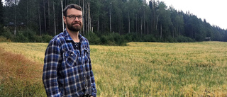 Succéskördar för Norrbottens bönder – men ogräset hotar