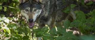 Vargar sköts i Hagfors – angrep hund