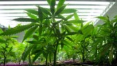 Hantverkare avslöjade omfattande knarkodling i Vimmerby kommun • Minst fem kilo cannabis – på tre olika ställen