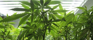 Ny dom för cannabisodling