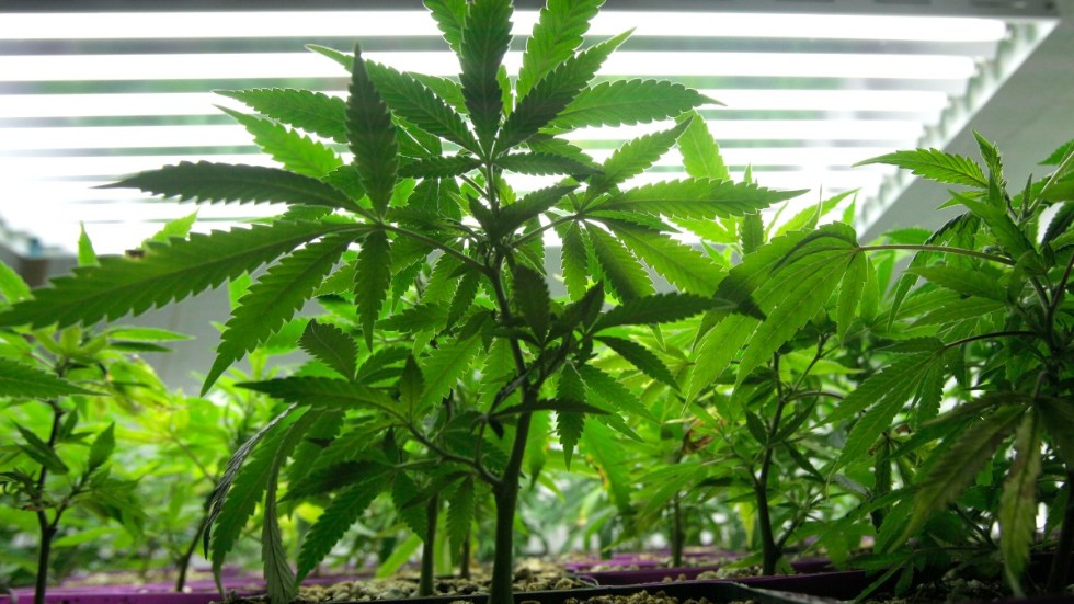 Unga cannabisplantor odlas i drivbänk under lysrör. Polisen har kommit flera cannabisodlingar på spåren runt om i Sverige de senaste åren. Arkivbild.