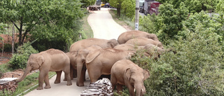 Elefanter på resa vallas med drönare och snacks